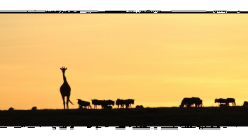 sunset-silhouette-animals2-350
